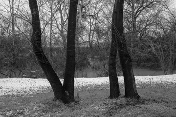 lonely black trees on black and white