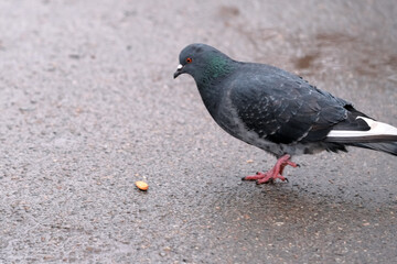 Wild city pigeons