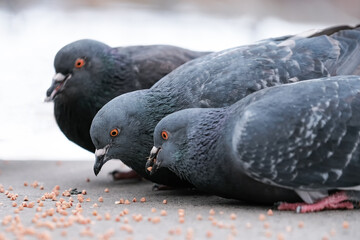 Wild city pigeons