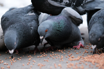 Wild city pigeons