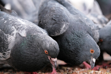 Wild city pigeons