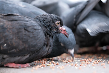 Wild city pigeons