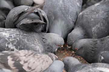 Wild city pigeons
