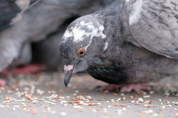 Wild city pigeons