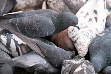 Wild city pigeons