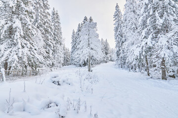 Obraz premium coniferous forest in winter. Russia