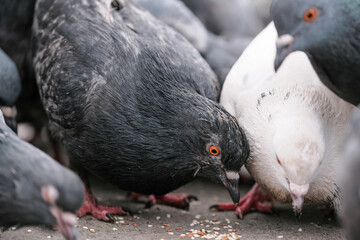 Wild city pigeons