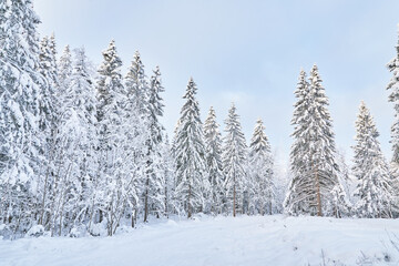 Obraz premium coniferous forest in winter. Russia