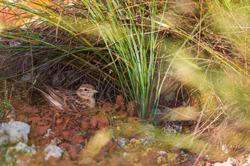 TERRERA (Calandrella)