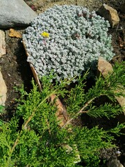 a very beautiful creeping low  Sedum spathulifolium Cape Blanco Bush with silver flowers and leaves on an garden Alpine hill among rocks and Juniperus pfitzeriana Mint Julep. Flower Wallpaper