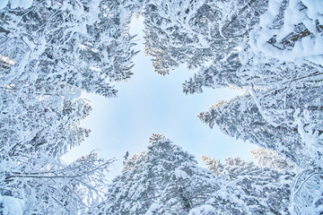 Fototapeta na wymiar tree crowns from bottom to top in winter