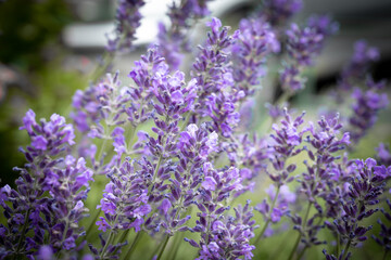 Obraz premium Background of violet growing lavender swaying on wind.