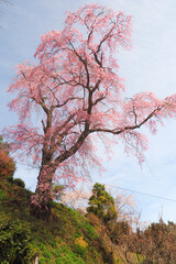 【福島】忠七桜 縦構図