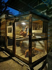 The chicken coop turned on the lights at night