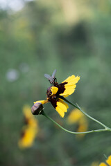 mosca poggiata su fiore di coreopsis tinctoria, primo piano, sfondo sfocato, verticale