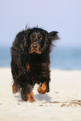 Gordon Setter Hunting Dog Female on the beach