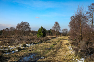 thr track through the wild