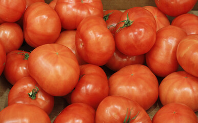 Harvest of ripe red fresh tomatoes, background