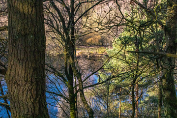 Obraz premium the pool in the woods