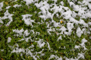 partly snow covered grass with leaves