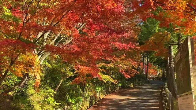呑山観音寺の紅葉