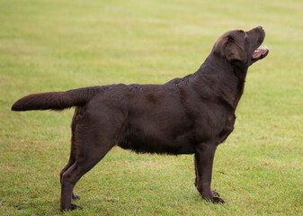 Chocolate Labrador
