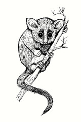 Hand drawn pygmy mouse lemur (Microcebus myoxinus, Peters' mouse or dormouse lemur) on branch. Ink black and white drawing. © Artinblackink