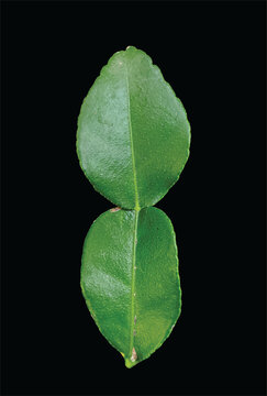 Daun jeruk purut or kaffir lime leaf, isolated on black background