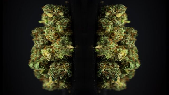 Marijuana buds spinning against black background