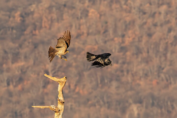 Two birds flying around tree in Bulgaria nature
