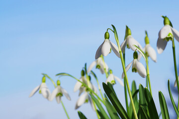 Snowdrops in early spring with blue sky, copy space