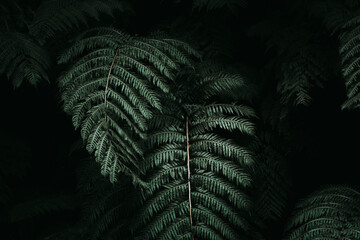 Detalle de la textura de un helecho en el bosque verde