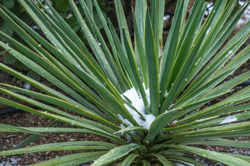 unusual, rare weather in the tropics, snow on palm trees in frosty weather in winter