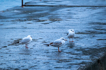 beautiful, wild birds gulls standing on the pier near the blue sea in the evening