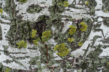 Gray bark of populus alba with bright yellow and green lichen and moss