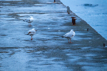 beautiful, wild birds gulls standing on the pier near the blue sea in the evening