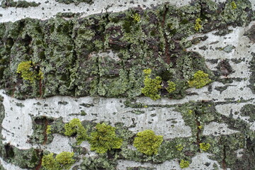 Light grey bark of populus alba with yellow and green lichen  and moss