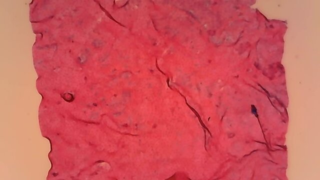 Micrioscope Dog Squamous Epitheblium Whole Mount x600