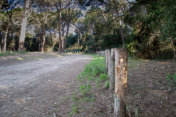 Bosque de torrebonica,Terrassa,lugar  ideal para pasear cerca de la ciudad