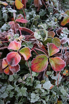 Close up of frost covered strawberry Autumn leaves in plant pot at end of Summer the beautiful pink red green edible fruit plant in clay pot in allotment garden landscape in freezing cold icy weather 