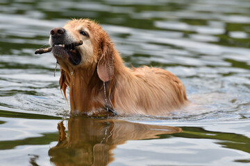 Golden Hovawart playing in the water