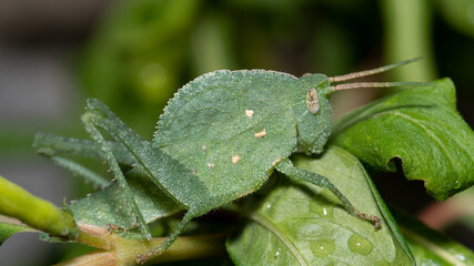 GRILO