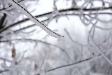Snowy fluffy hoarfrost lies on tree branches, winter landscape.