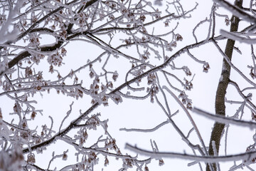 Snowy fluffy hoarfrost lies on tree branches, winter landscape.