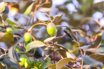 Small Tree on jujube fruits,jujube fruits on a tree on a background of green leaves,green jujube fruit on the jujube tree in the garden,