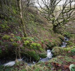 With moss covered Oak, January and the Dales woodland begins to ready itself for spring