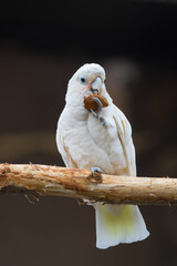 White Cacatua goffiniana on a branch nibbles a stone © Arina B