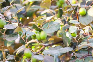 Indian bor fruit,green jujube fruit on the jujube tree in the garden,