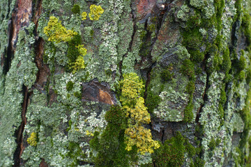 Moss and multicolored lichen on wet tree bark