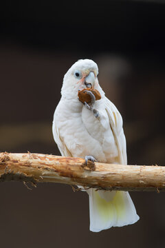 White Cacatua goffiniana on a branch nibbles a stone